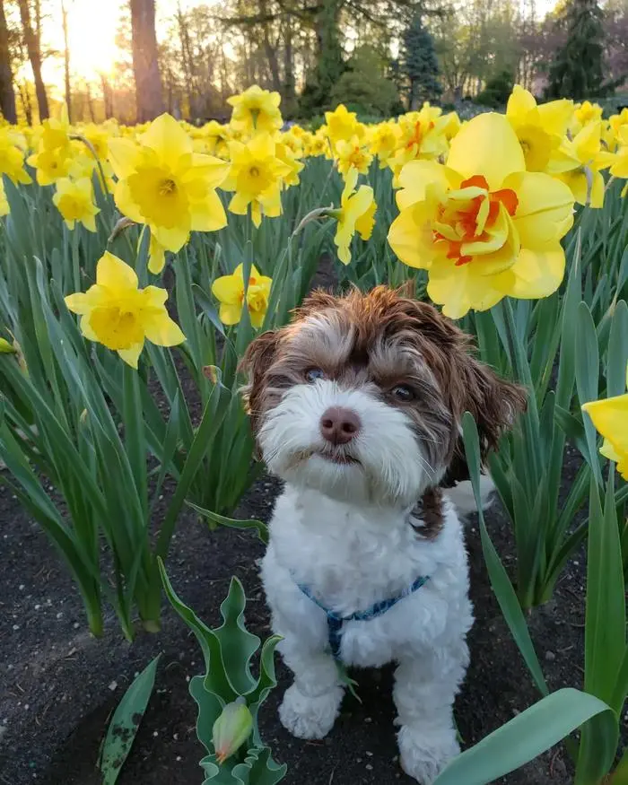 Coconut The Yorkiepoo-美圖2